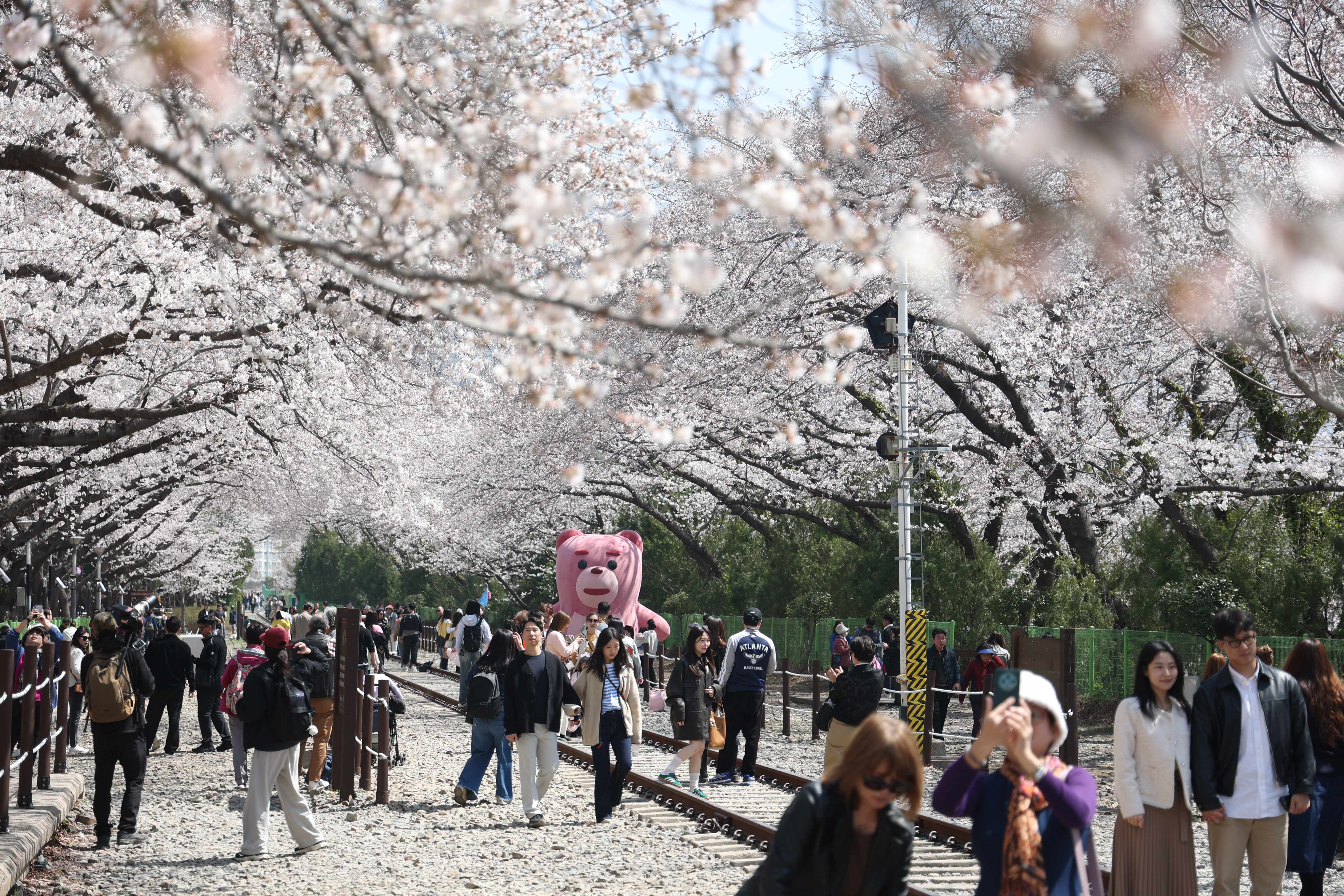 2025 진해군항제 2